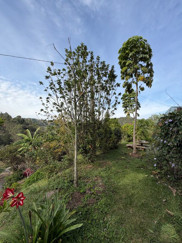 Finca en venta en San Vicente Ferrer (FIN-0014) — foto 15