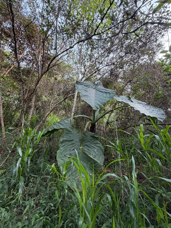 Finca en venta en San Vicente Ferrer (FIN-0014) — foto 14