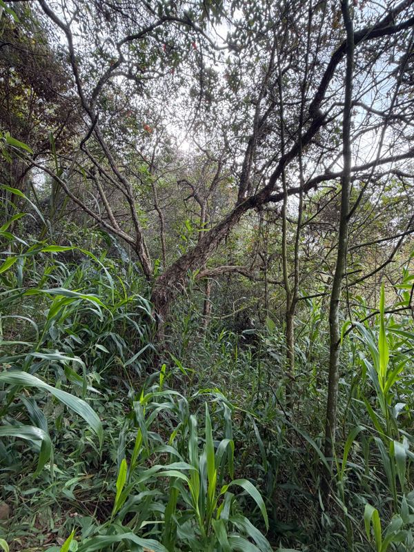 Finca en venta en San Vicente Ferrer (FIN-0014) — foto 13